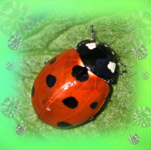 glow-in-the-dark-ladybug-earrings-unique-below-web-S